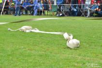 Soutěž OLS 2020 Desná