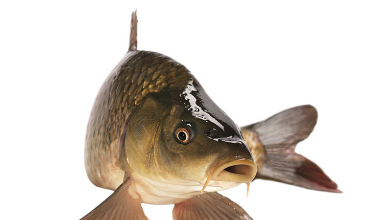 Prodej vánočního kapra